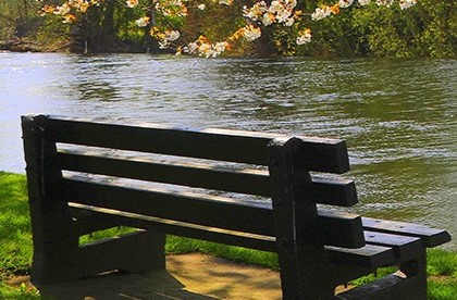 Bench under a tree branch beside a river